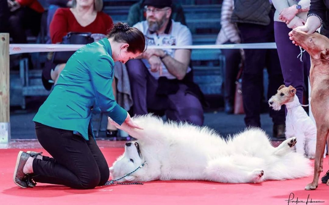 Nationale d’Élevage du Club de Race 2019 – CFCNSJ – France