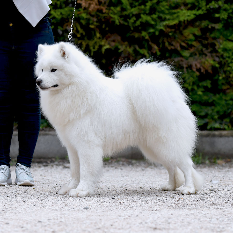 Samoyede Nothing Else Matters of Sparkling Starlight