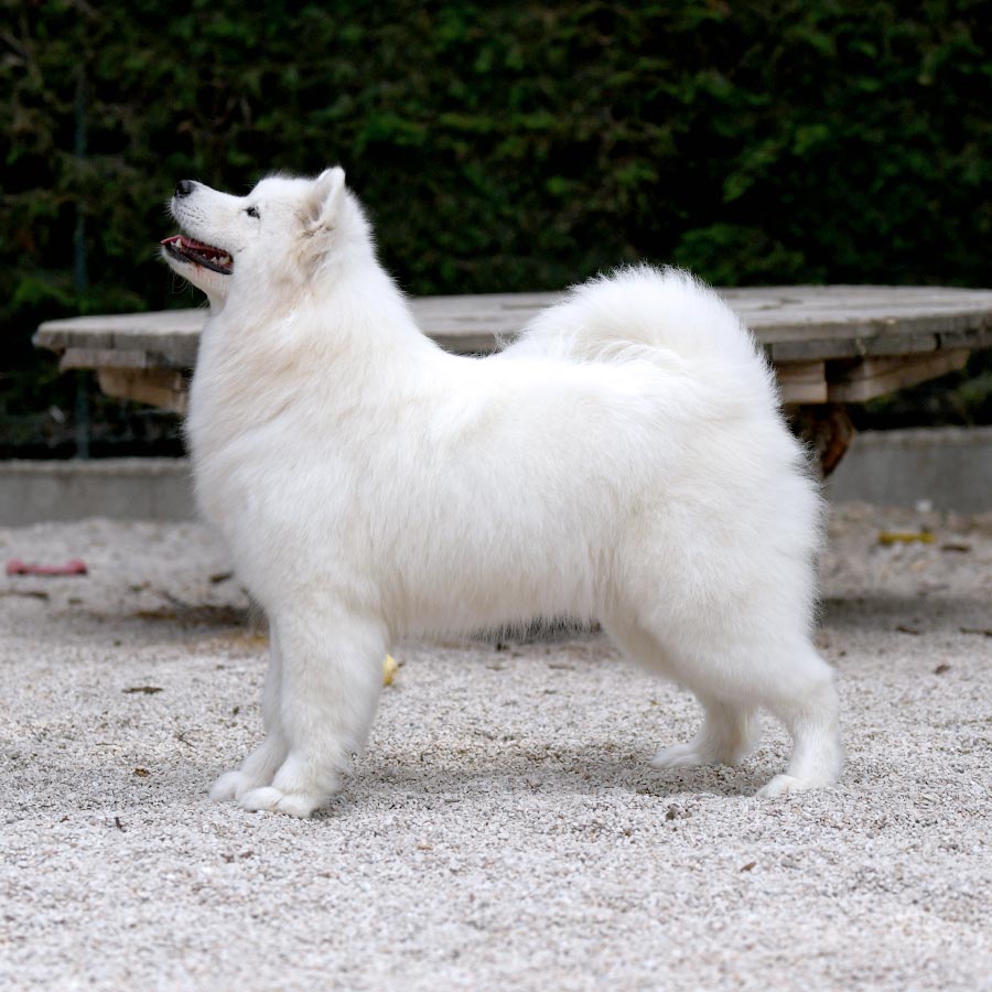 Nice Snow Girl of Sparkling Starlight