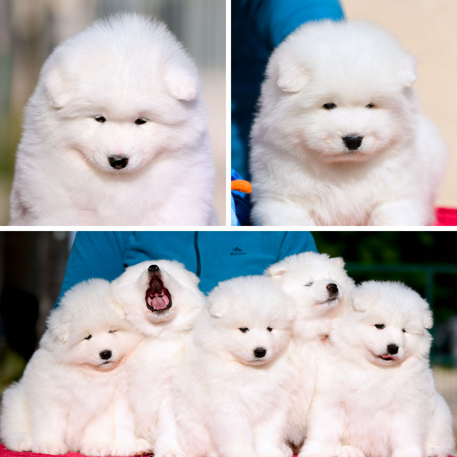 bebe-samoyede-2022-08-15 chiot bébé Samoyède
