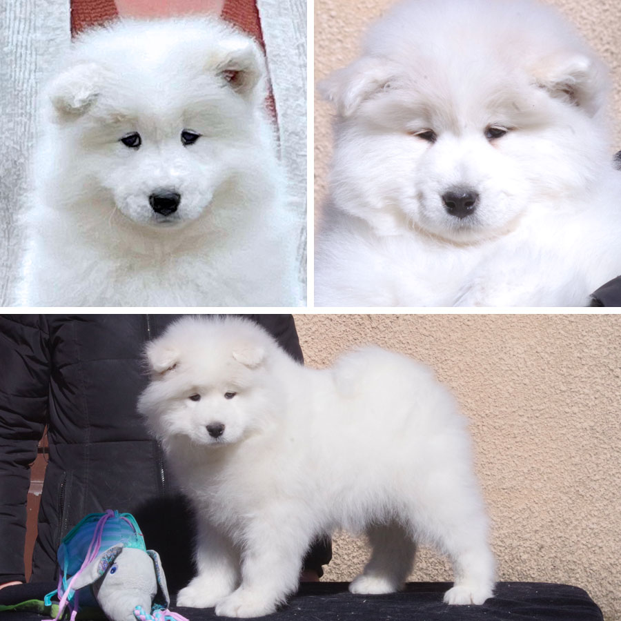 bebe-samoyede-2023-02-06 chiot bébé Samoyède