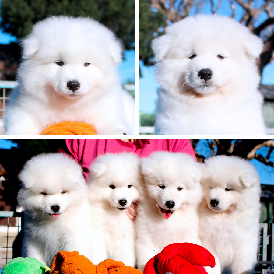 bebe-samoyede-2023-07-25 chiot bébé Samoyède