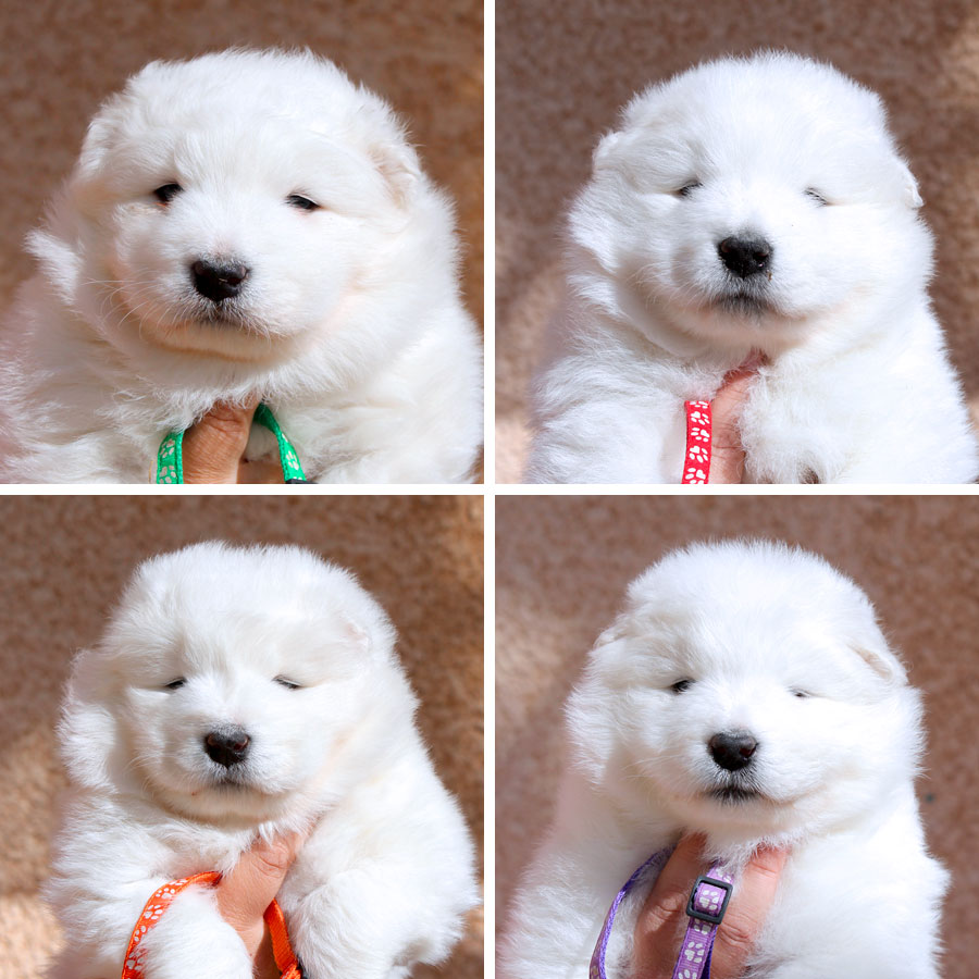 bebe-samoyede-2024-03-06 chiot bébé Samoyède