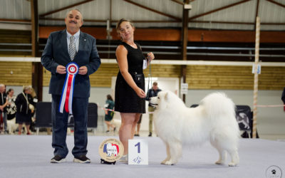 Euro Samoyed Show 2026
